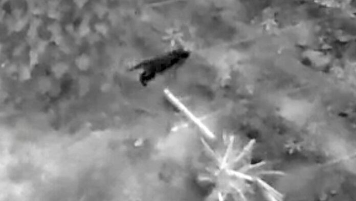 Sinh vật bí ẩn tàn phá hàng chục cây chuối, người dân lo lắng khi xem lại camera Ảnh 3