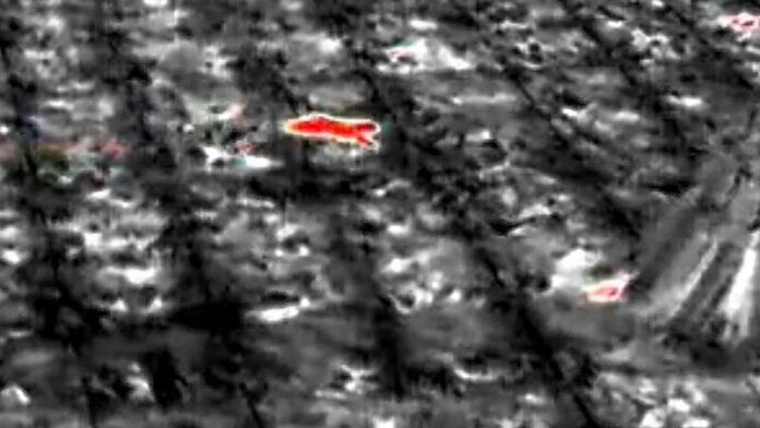 Sinh vật bí ẩn tàn phá hàng chục cây chuối, người dân lo lắng khi xem lại camera Ảnh 2