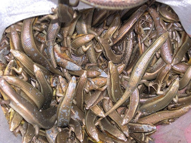 Loài bò sát vừa nhìn đã 'chết khiếp' lại là đặc sản ở nhiều tỉnh miền Tây Ảnh 1