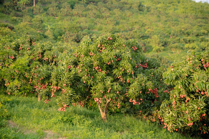 Hình ảnh đồi vải chín ở Lục Ngạn.