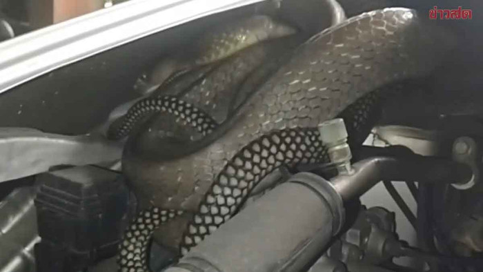 Nghe tiếng động lạ dưới nắp xe hơi, người đàn ông kinh hoàng khi kiểm tra Ảnh 2