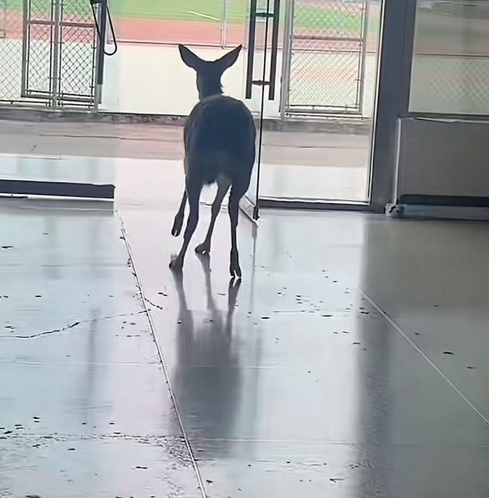 Vị khách không mời đột nhập ký túc xá nữ sinh, cảnh tượng gây hỗn loạn Ảnh 3