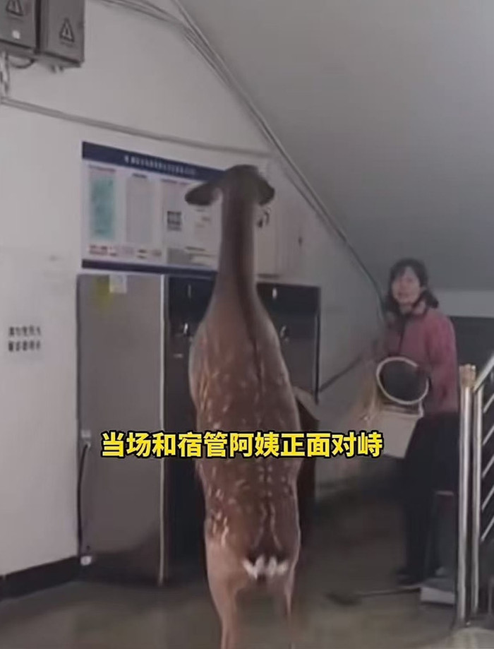 Vị khách không mời đột nhập ký túc xá nữ sinh, cảnh tượng gây hỗn loạn Ảnh 2