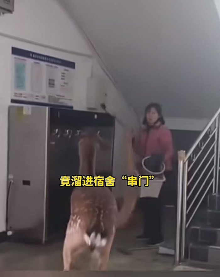 Vị khách không mời đột nhập ký túc xá nữ sinh, cảnh tượng gây hỗn loạn Ảnh 1