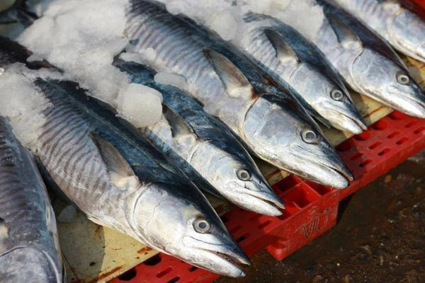 Cá thu được cho là có hàm lượng omega 3 đạt 5.134mg, gấp đôi lượng omega 3 có trong cá hồi. (Ảnh minh họa từ Internet)
