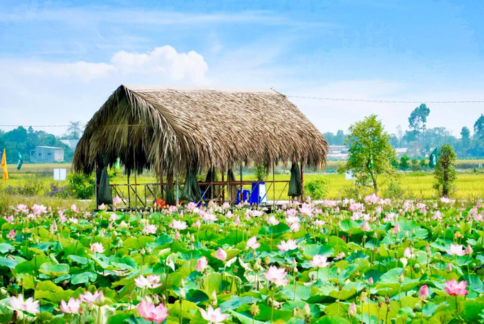 Về Đồng Tháp quê Nam Em: Tận hưởng không khí ở những 'cánh đồng biết thở' đẹp như tranh Ảnh 3