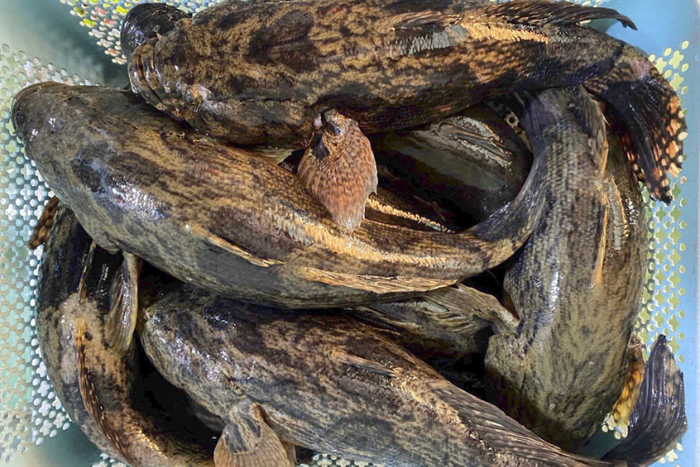 Cá bống tượng được xem là một trong những đặc sản miền Tây, chế biến nhiều món ngon hấp dẩn. (Ảnh minh họa từ Internet)