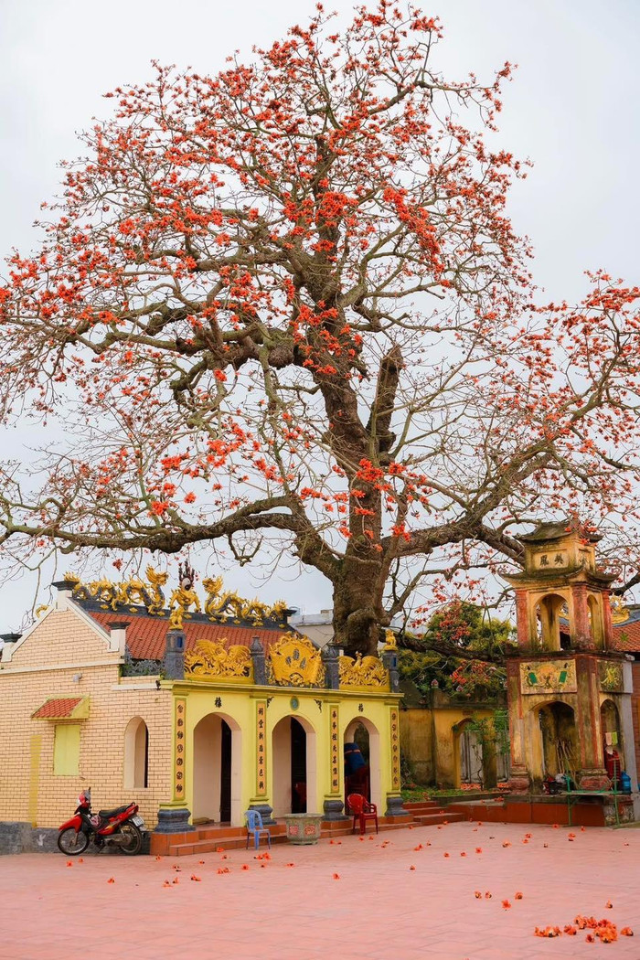 Cây gạo nở đỏ rực dưới đình làng cổ. Ảnh: Làng Việt