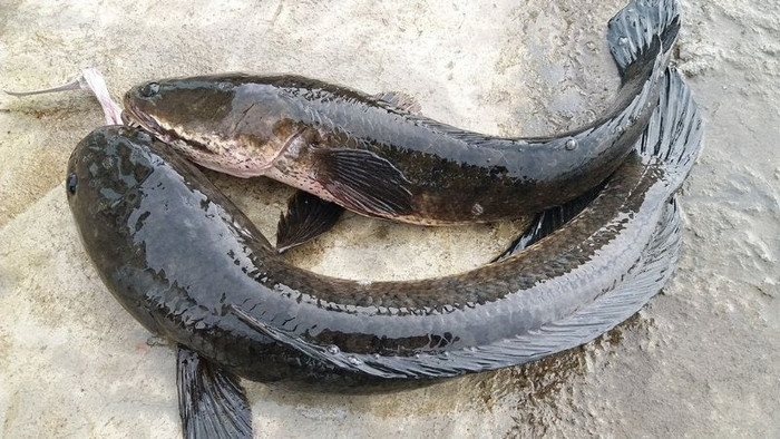 Loại cá cực tốt cho người muốn bồi bổ sức khỏe, nấu canh hay cháo cứ lên mâm là hết sạch Ảnh 1