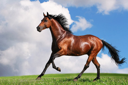 3 con giáp càng rời khỏi vùng an toàn càng dễ thành công, đi xa là bứt phá đáng nể Ảnh 1