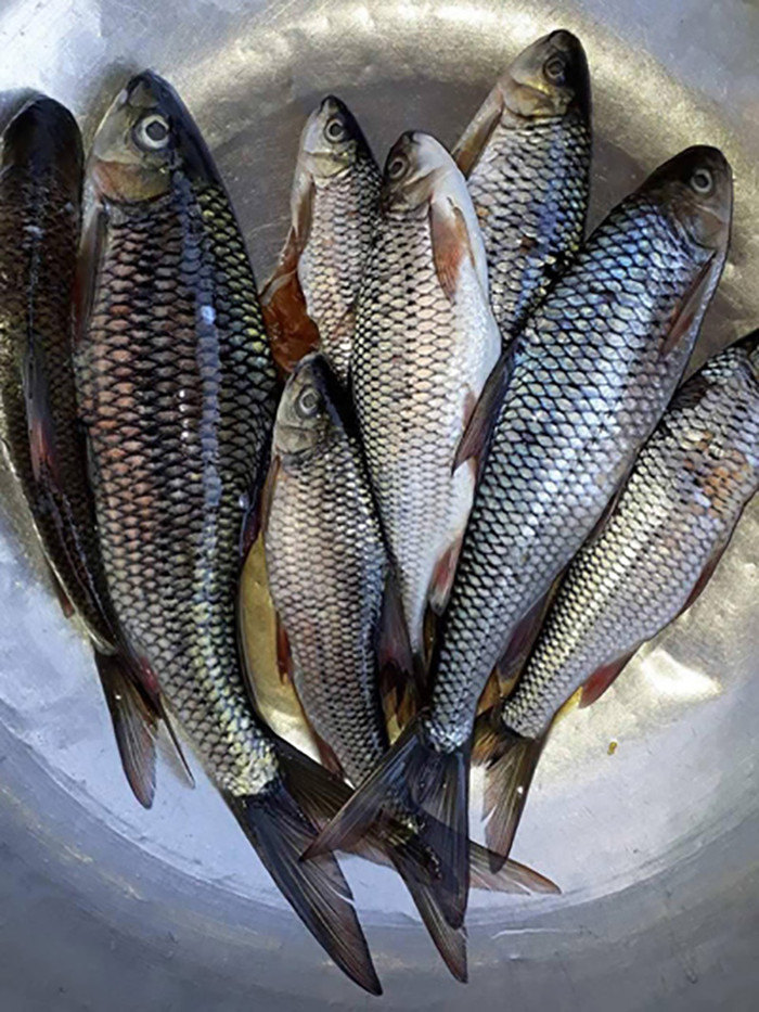 Loại cá được ví như 'lộc trời' ở Quảng Ngãi, thịt ngọt như mì chính tự nhiên nhưng ít người biết Ảnh 2