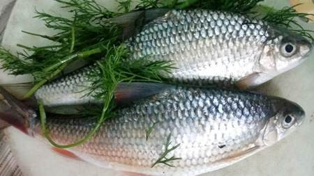 Loại cá được ví như 'lộc trời' ở Quảng Ngãi, thịt ngọt như mì chính tự nhiên nhưng ít người biết Ảnh 3