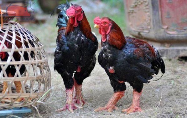 Về quê Hoà Minzy, thưởng thức giống gà Hồ nổi tiếng, từng là sản vật 'tiến vua' Ảnh 2