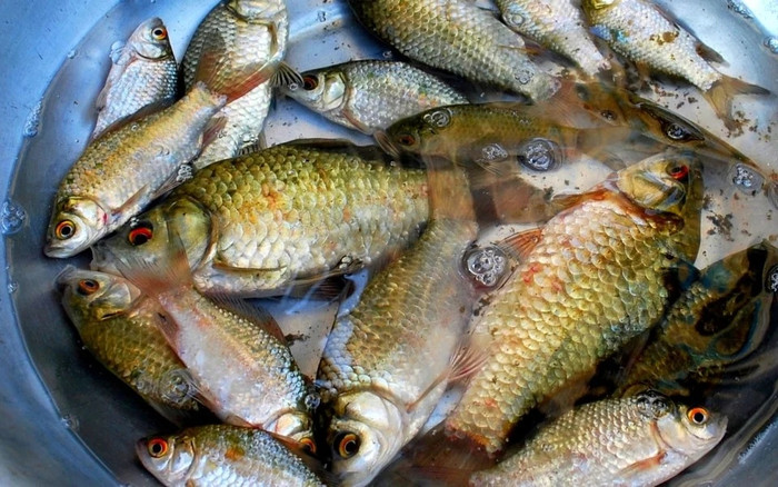 Loại cá đồng ngày trước bị chê vì nhiều xương, giờ lại được ưa chuộng trong bữa cơm ngày hè Ảnh 1