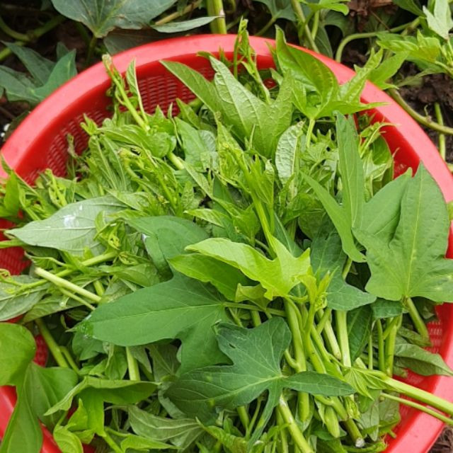 Loại rau tuổi thơ ai cũng từng ăn, giờ thành 'đặc sản ký ức' của một thời nghèo khó Ảnh 1