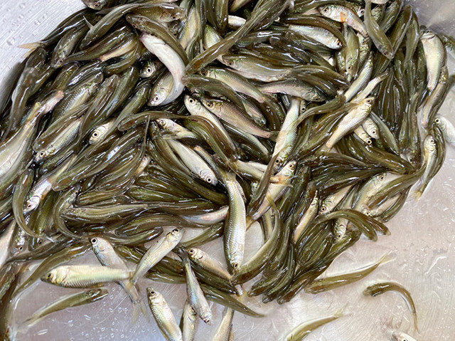 Loại cá chỉ có ở miền Tây, thịt ngọt lịm, dân sành ăn luôn săn tìm mỗi mùa nước nổi Ảnh 2