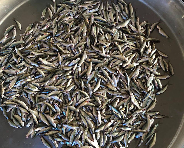 Loại cá chỉ có ở miền Tây, thịt ngọt lịm, dân sành ăn luôn săn tìm mỗi mùa nước nổi Ảnh 1