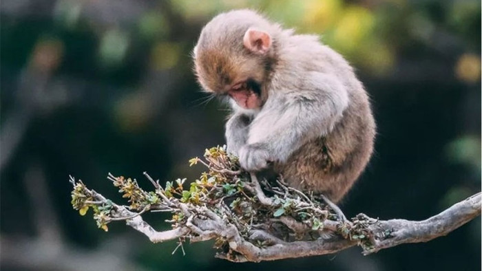 4 con giáp có trực giác cực nhạy: Nhìn người chuẩn, chọn đường đúng, càng lớn càng ít khi sai lầm Ảnh 4