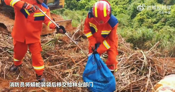 Đang dọn cỏ, người đàn ông bỏ chạy khi phát hiện 'khối đen'ngọ nguậy Ảnh 2