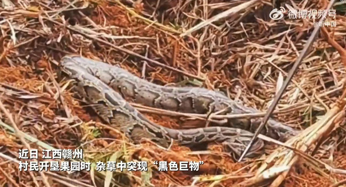 Đang dọn cỏ, người đàn ông bỏ chạy khi phát hiện 'khối đen'ngọ nguậy Ảnh 1