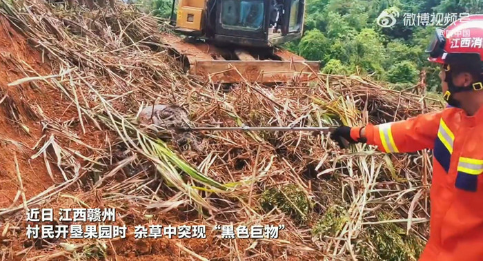 Đang dọn cỏ, người đàn ông bỏ chạy khi phát hiện 'khối đen'ngọ nguậy Ảnh 3