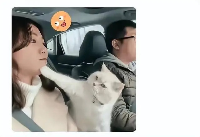 Cãi nhau trên đường cao tốc, mèo cưng bất ngờ 'ra tay' khiến cặp vợ chồng im bặt Ảnh 2