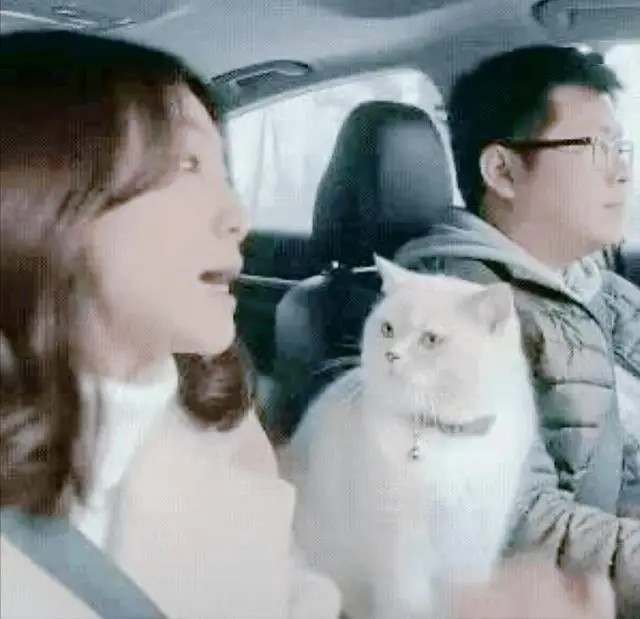 Cãi nhau trên đường cao tốc, mèo cưng bất ngờ 'ra tay' khiến cặp vợ chồng im bặt Ảnh 1