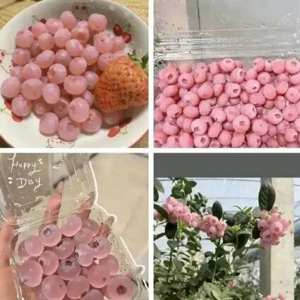 Loại quả màu hồng đẹp mắt đang 'gây sốt', bị đẩy giá hơn 1 triệu đồng Ảnh 2