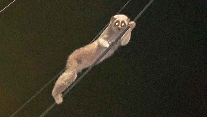 Con vật kỳ bí đu đây điện giữa đêm tối, cảnh tượng khiến người dân xôn xao Ảnh 2