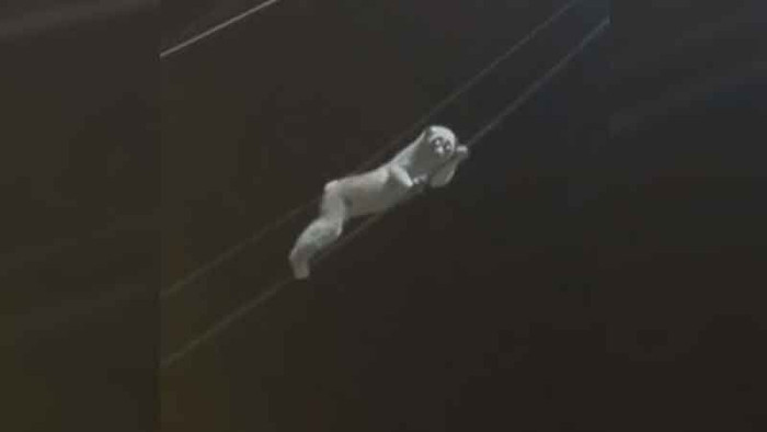 Con vật kỳ bí đu đây điện giữa đêm tối, cảnh tượng khiến người dân xôn xao Ảnh 1