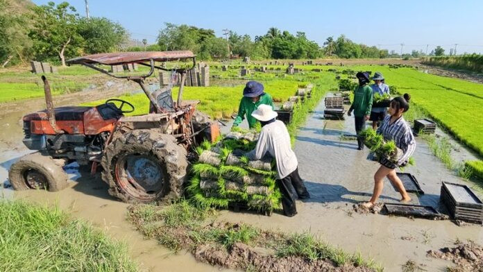 Phụ cha mẹ làm ruộng, cô gái 16 tuổi 'gây sốt' vì nhan sắc xinh đẹp Ảnh 3
