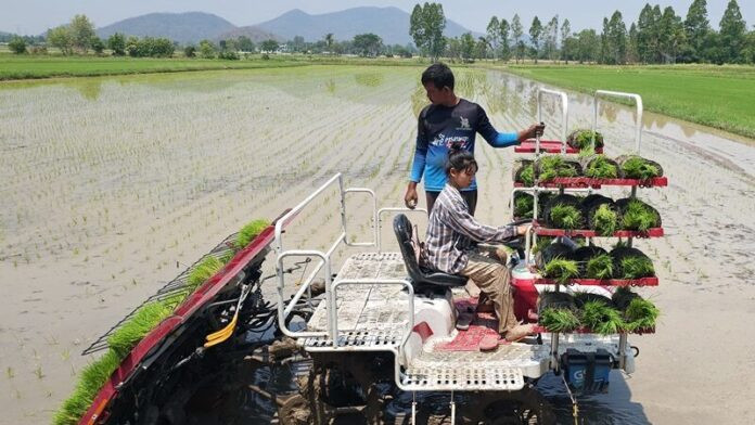 Phụ cha mẹ làm ruộng, cô gái 16 tuổi 'gây sốt' vì nhan sắc xinh đẹp Ảnh 1