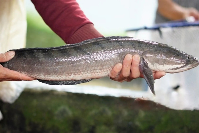 Cá lóc là nguyên liệu quen thuộc với nhiều người, chế biến được món ngon. (Ảnh minh họa từ Internet)