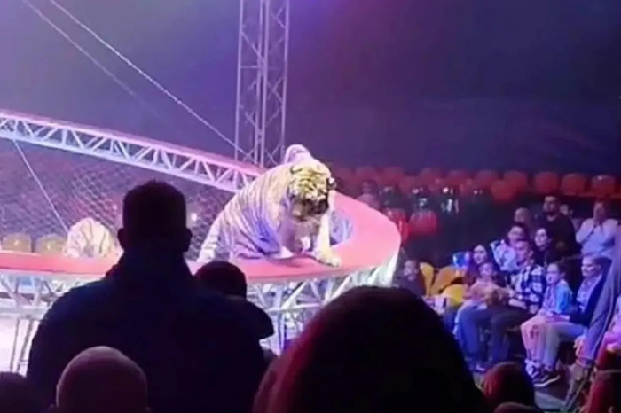 Con hổ bất ngờ lao khỏi sân khấu, nhảy thẳng xuống khu vực khán giả lúc biểu diễn gây xôn xao Ảnh 2