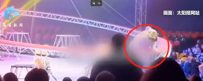 Con hổ bất ngờ lao khỏi sân khấu, nhảy thẳng xuống khu vực khán giả lúc biểu diễn gây xôn xao Ảnh 1