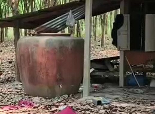 Đi cạo mủ cao su vào sáng sớm, nam công nhân phát hiện cảnh tượng kinh hoàng Ảnh 1