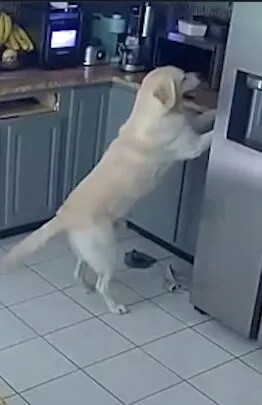 Chú chó săn lông vàng đã gây ra sự hỗn loạn trên mặt bàn bếp. Ảnh: Chad Ellis qua Storyful.