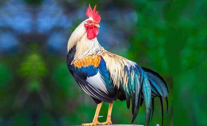 Không cần liều lĩnh, 4 con giáp này cứ thế mà dư dả theo năm tháng Ảnh 2