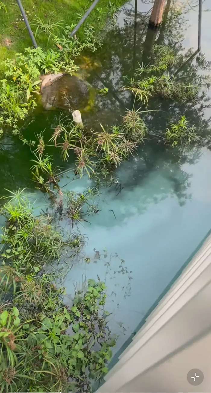 Hồ nước trong công viên bỗng đổi màu xanh bất thường, sự thật phía sau khiến người dân bức xúc Ảnh 2