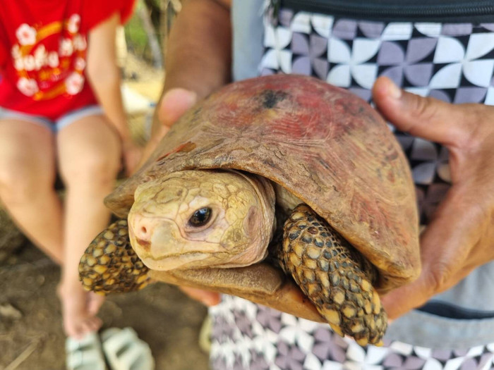 Phát hiện con rùa màu đỏ quý hiếm, người dân ùn ùn kéo đến cầu may Ảnh 4