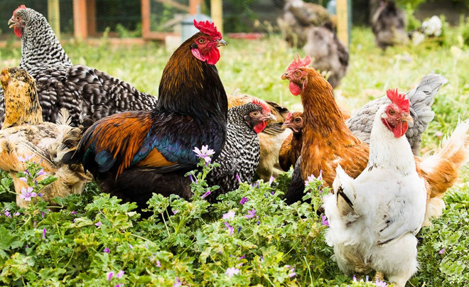 4 con giáp càng có tuổi càng khó đoán: Bề ngoài bình thường, bên trong bản lĩnh Ảnh 3