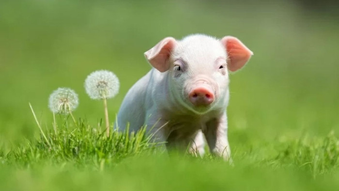 4 con giáp càng có tuổi càng khó đoán: Bề ngoài bình thường, bên trong bản lĩnh Ảnh 4