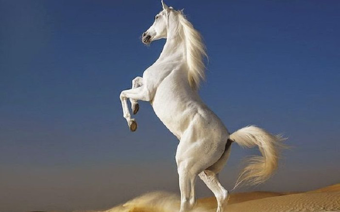 5 con giáp càng áp lực càng giỏi, bị dồn vào đường cùng lại là lúc bật lên mạnh mẽ Ảnh 4