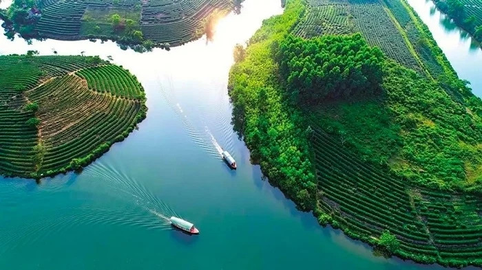 Đồi chè Thanh Chương.