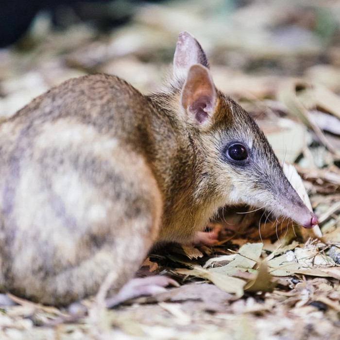Loài động vật từng bị tuyên bố tuyệt chủng bất ngờ được 'hồi sinh' sau 30 năm Ảnh 2
