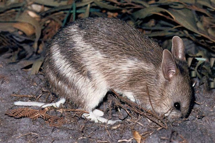 Loài động vật từng bị tuyên bố tuyệt chủng bất ngờ được 'hồi sinh' sau 30 năm Ảnh 3