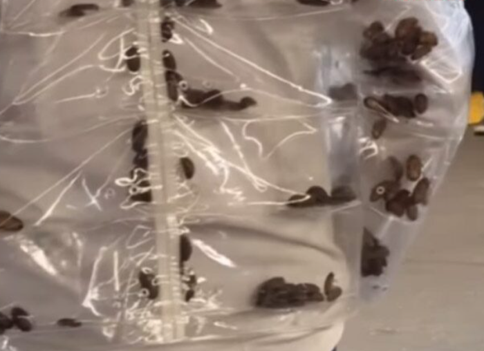 Người đàn ông mặc chiếc áo khoác trong suốt ra đường, kinh hãi với thứ bên trong Ảnh 2