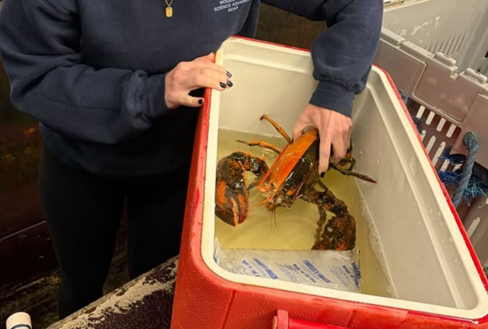 Đi biển đánh cá, người đàn ông bắt được con tôm hùm cực quý hiếm Ảnh 2