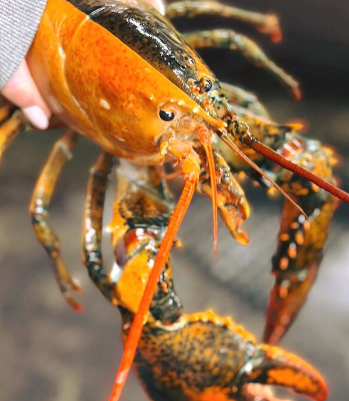 Đi biển đánh cá, người đàn ông bắt được con tôm hùm cực quý hiếm Ảnh 1