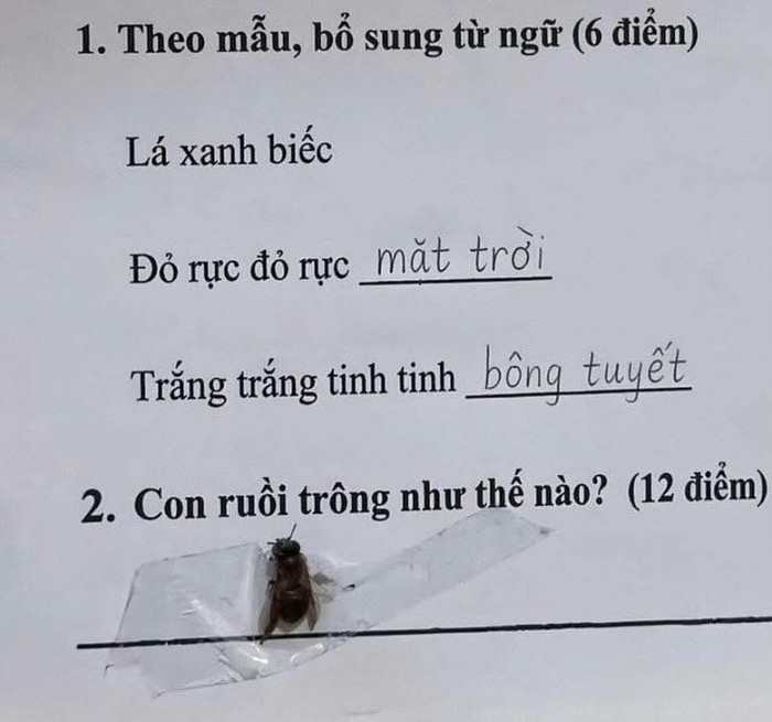 Hình ảnh về bài tập 'con ruồi trông thế nào' khiến dân mạng cười ngất.